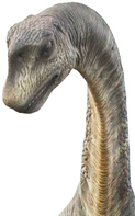 The majestic Camarasaurus