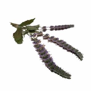 Pressed Mint Flowers, Count: 10