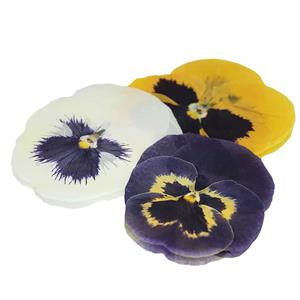 Pressed Pansy Flowers (Giant), Count:8