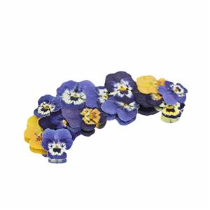 Pressed Mini Viola Flowers 0.6g