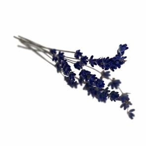 Dried Lavender Flowers, Count: 20