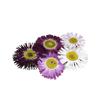 Pressed Bellis Daisy Flowers, Count: 15