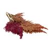 Pressed Fire Feather Flowers 10g