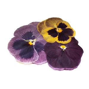 Pressed Pansy Flowers (Stems)