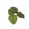 Pressed Lime Leaves Rough Count: 5-10